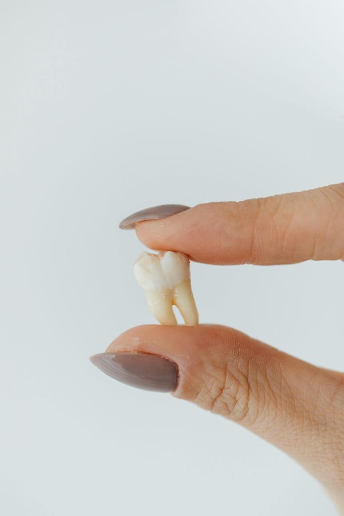 A detailed close-up photo of a hand holding a human tooth against a plain white background.